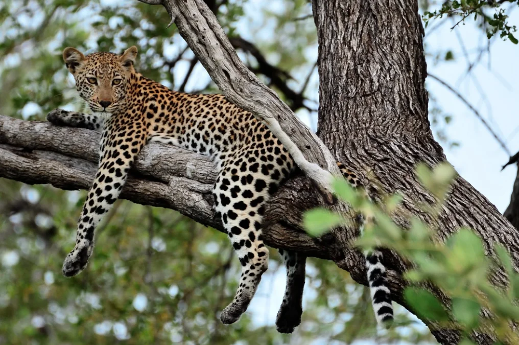 Kensington animal study

